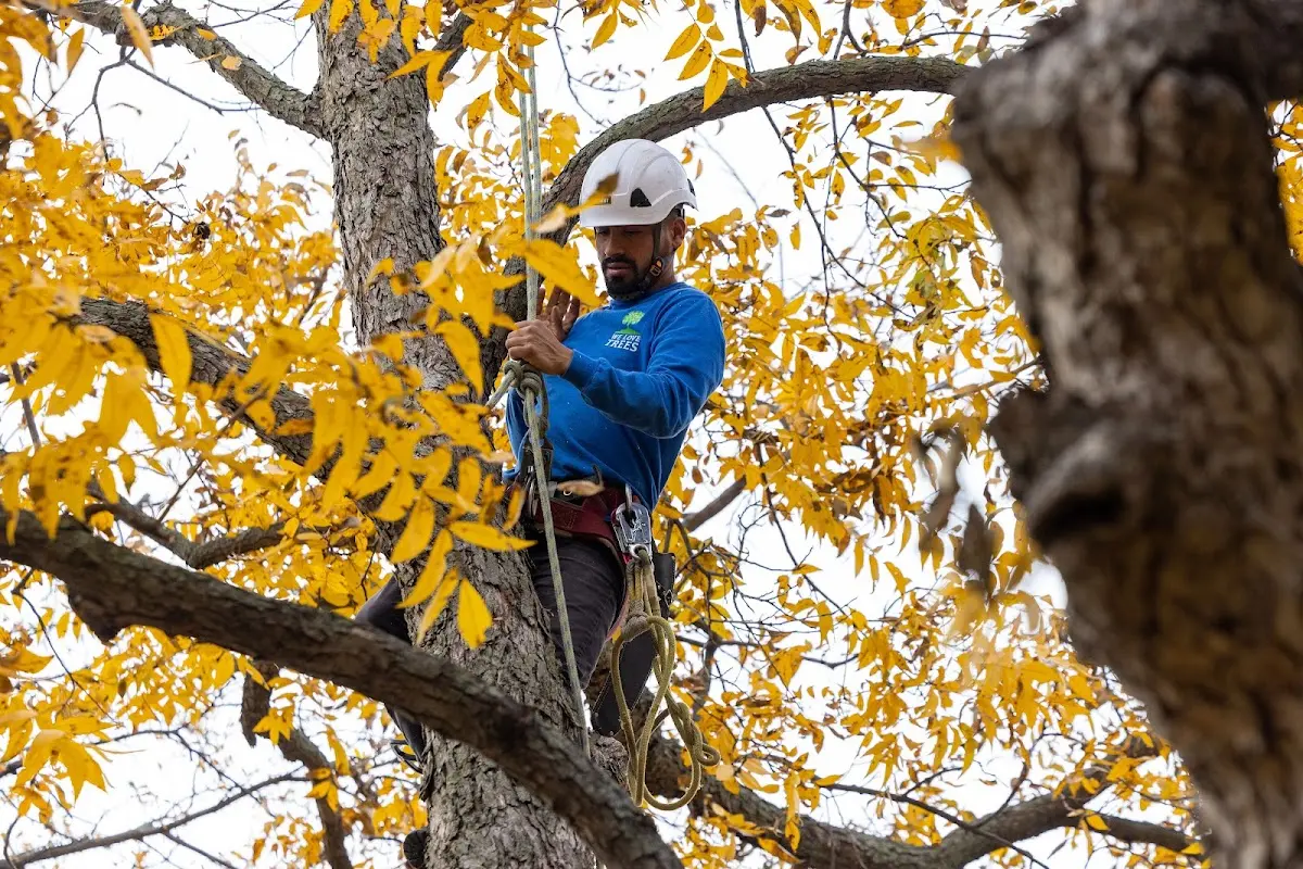 Skilled Storm Damage Cleanup crew working in Saronville
